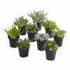 World Market Large Assorted Live Potted Succulents -Outdoor Elegant Store unnamed file 1415