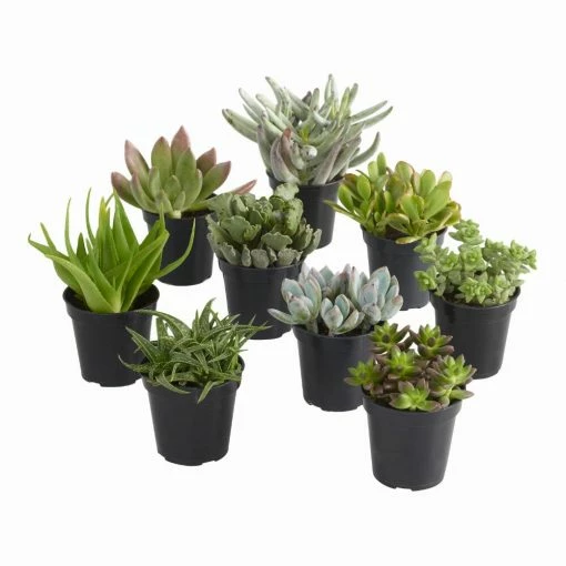 World Market Large Assorted Live Potted Succulents -Outdoor Elegant Store unnamed file 1415
