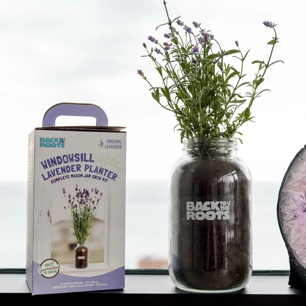 World Market Back to the Roots Organic Lavender Windowsill Grow Kit 5 World Market Back to the Roots Organic Lavender Windowsill Grow Kit - Image 3