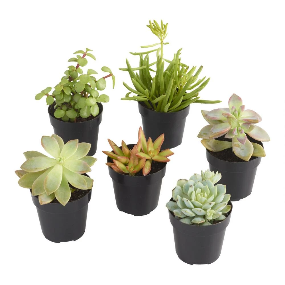 World Market Small Assorted Live Potted Succulents 3 World Market Small Assorted Live Potted Succulents