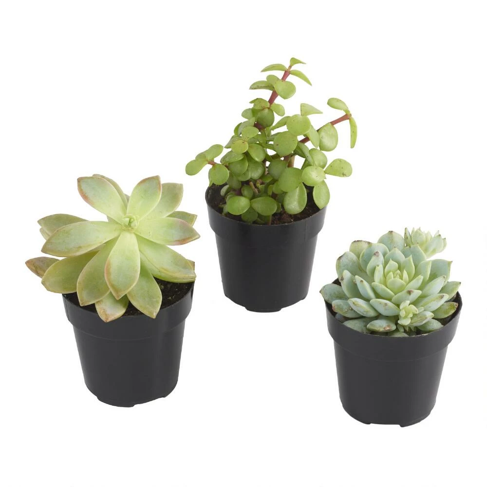 World Market Small Assorted Live Potted Succulents 4 World Market Small Assorted Live Potted Succulents - Image 2